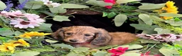 Miniature Dachshund dogs for sale: Stunning kc reg miniture dachshund in Deal - Advert 27