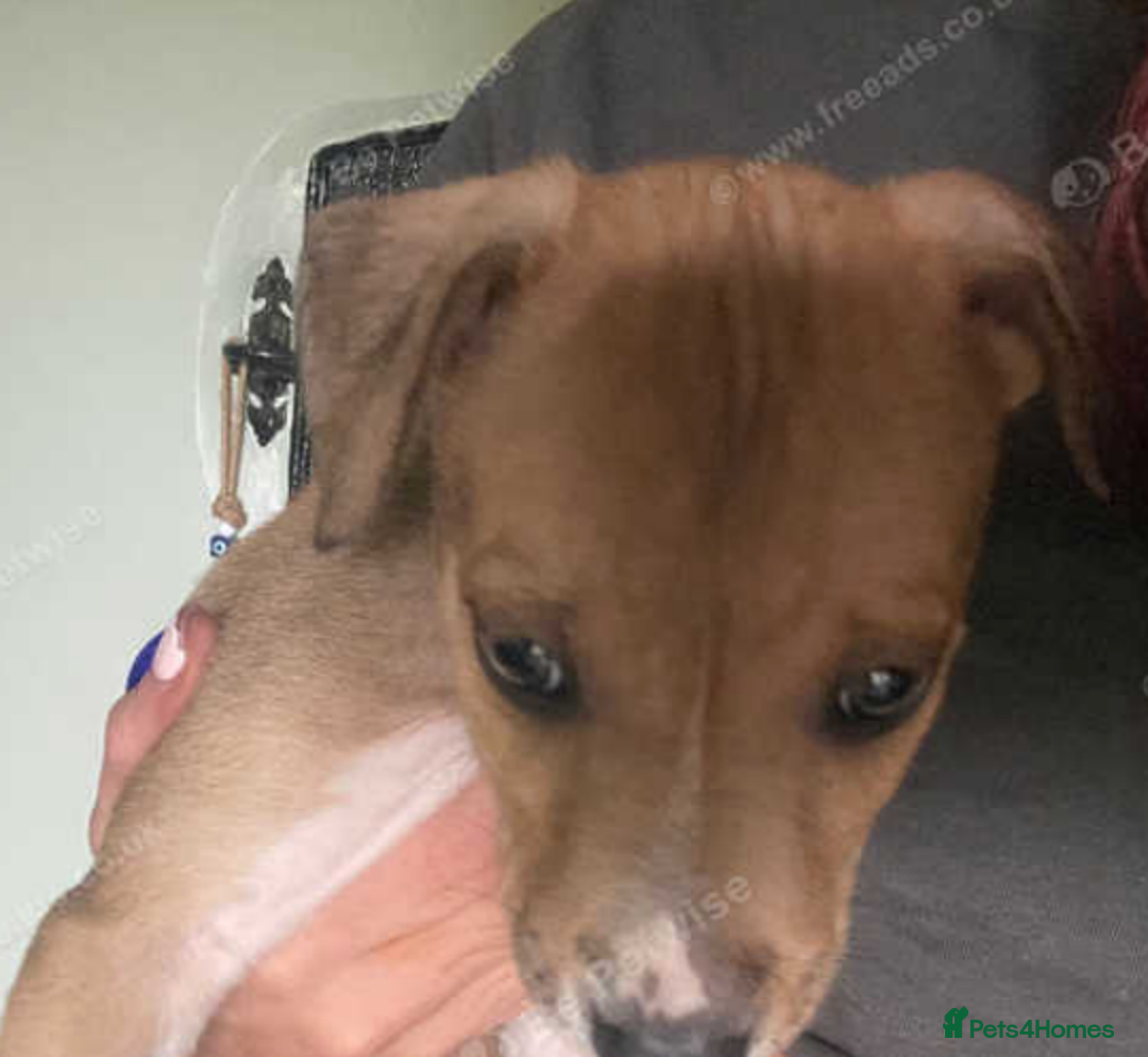 Jack Russell dogs for sale: 8 weeks remaining blue merle jack russells - Image 2