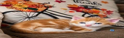 Mixed Breed cats for sale: 🐾 6 Adorable & Playful Kittens - 1 Girl & 5 Boys - Advert 8