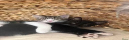 Mixed Breed cats for sale: 2 male kittens - Advert 12