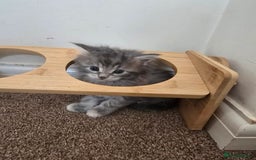 Maine Coon cats for sale: Beautiful Maine Coon kittens  - Image 2