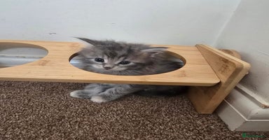Maine Coon cats - Advert 6