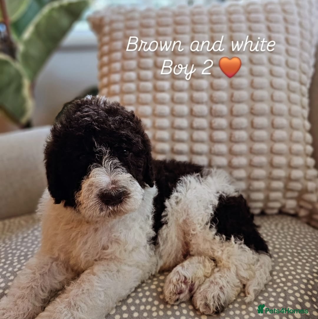 Labradoodle dogs for stud: PROVEN Healthy Labradoodle STUD - Hypoallergenic  - Advert 31