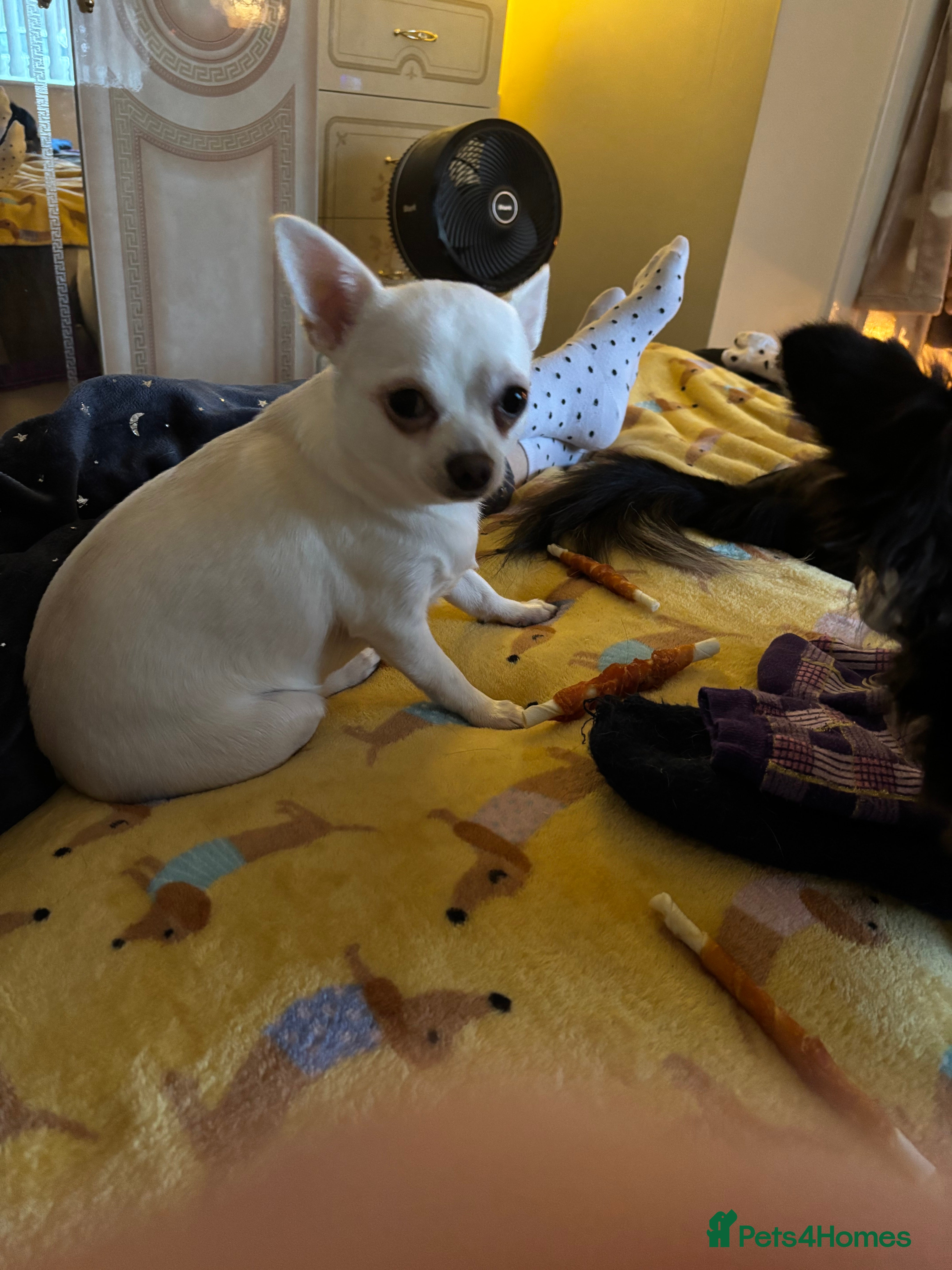 Chihuahua dogs Charlie & lucy - Advert 2