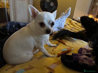 Chihuahua dogs Charlie & lucy - Advert 2