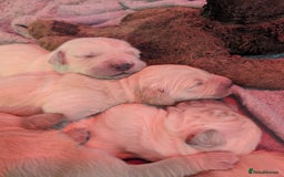 Golden Retriever dogs for sale: KC Golden Retriever Puppies for sale (4 boys left) - Image 15