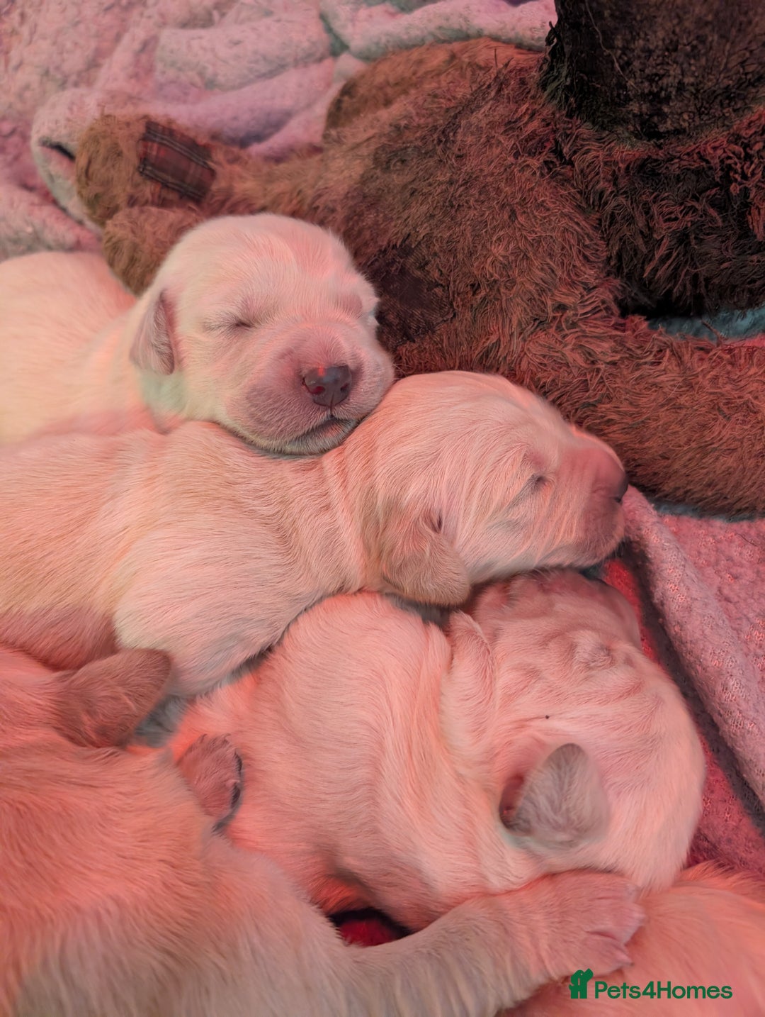 Golden Retriever dogs for sale: KC Golden Retriever Puppies for sale (4 boys left) - Image 15