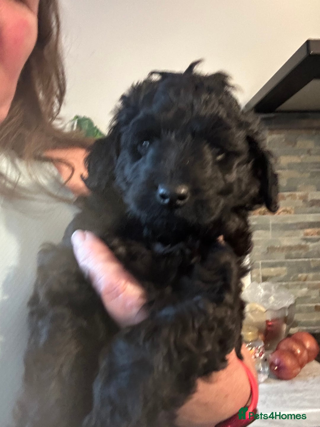 Labradoodle dogs for sale: Stunning small labradoodle  - Advert 8