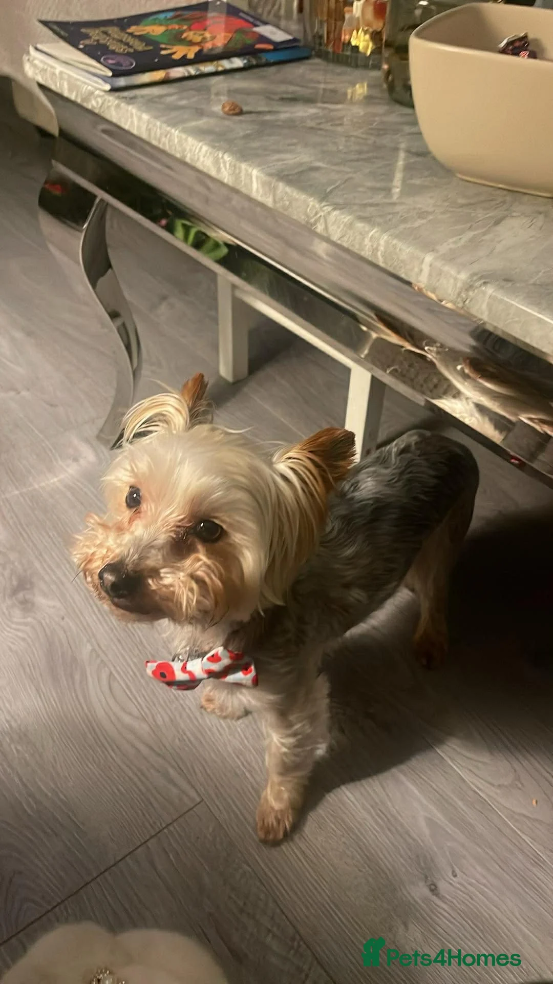 Yorkshire Terrier dogs for sale: York terrier  - Advert 18