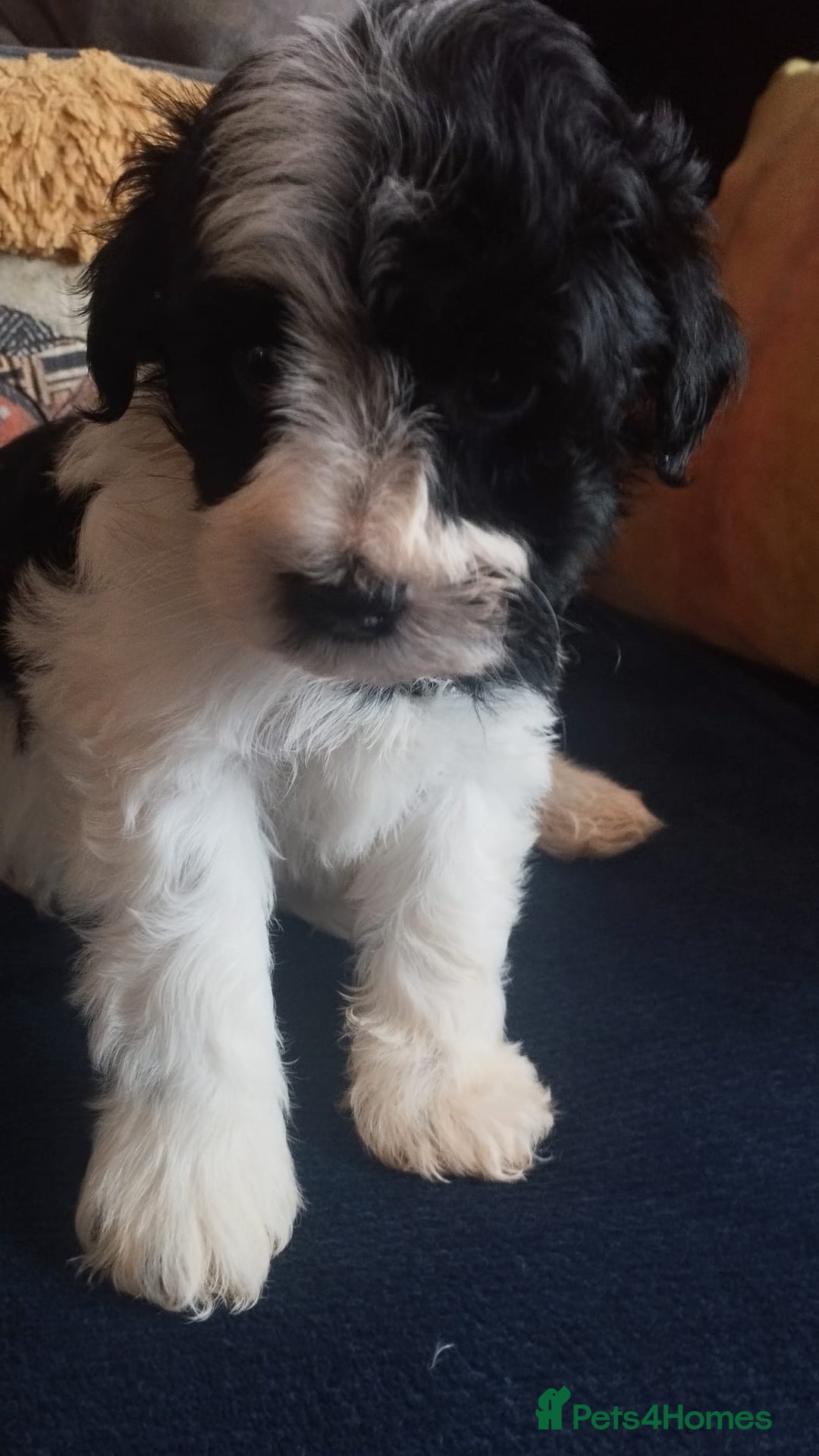 Miniature Schnauzer dogs for sale: LAST BOY - Miniature Schnauzer  - Advert 7