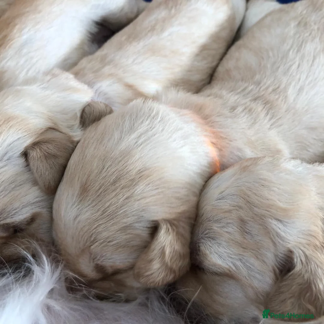 Labradoodle dogs for stud: Multigen/F3b Labradoodle Stud in Calne - Advert 15