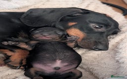 Dachshund dogs for sale: Daschund puppies. - Image 7