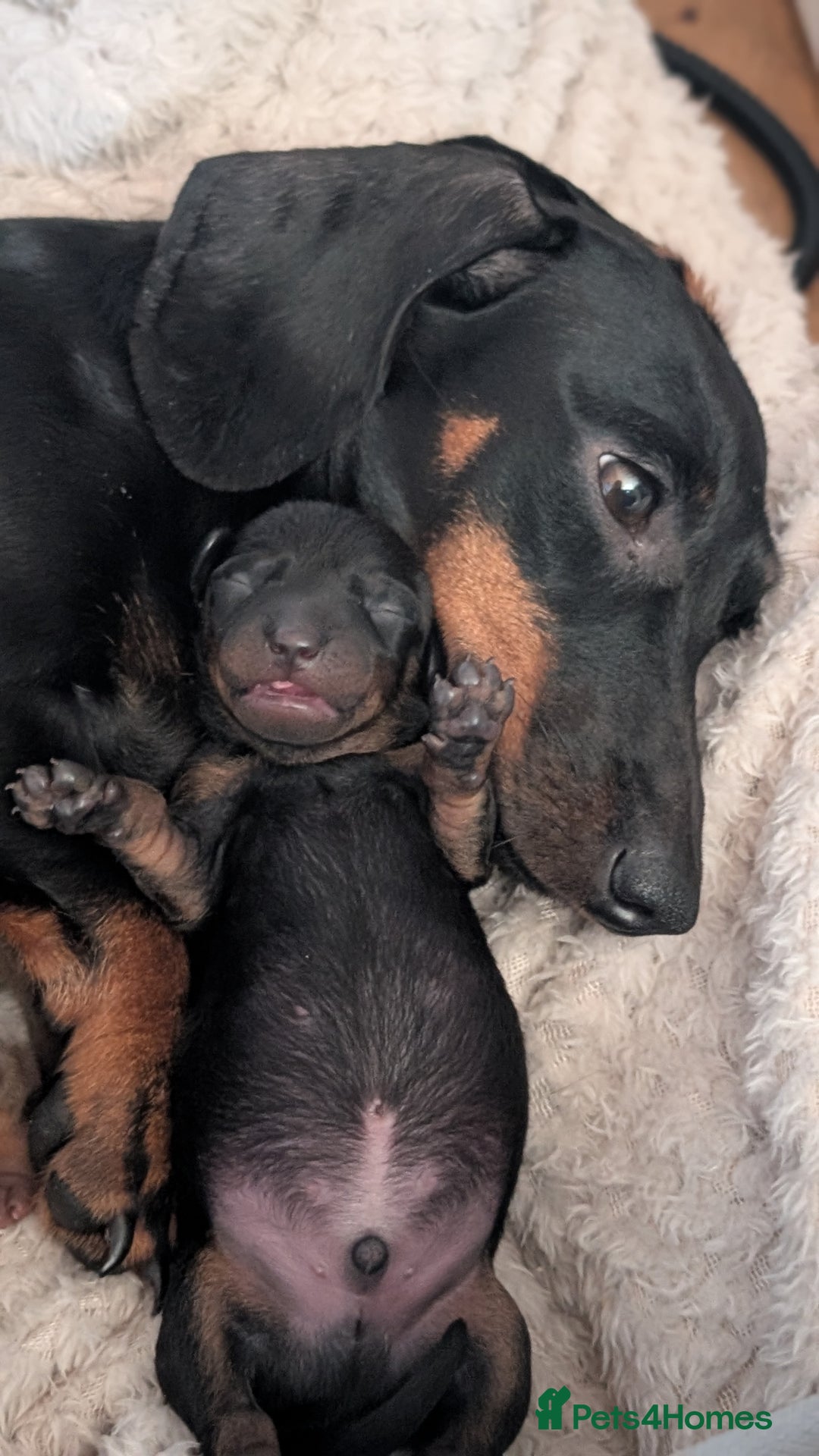 Dachshund dogs for sale: Daschund puppies. - Image 7