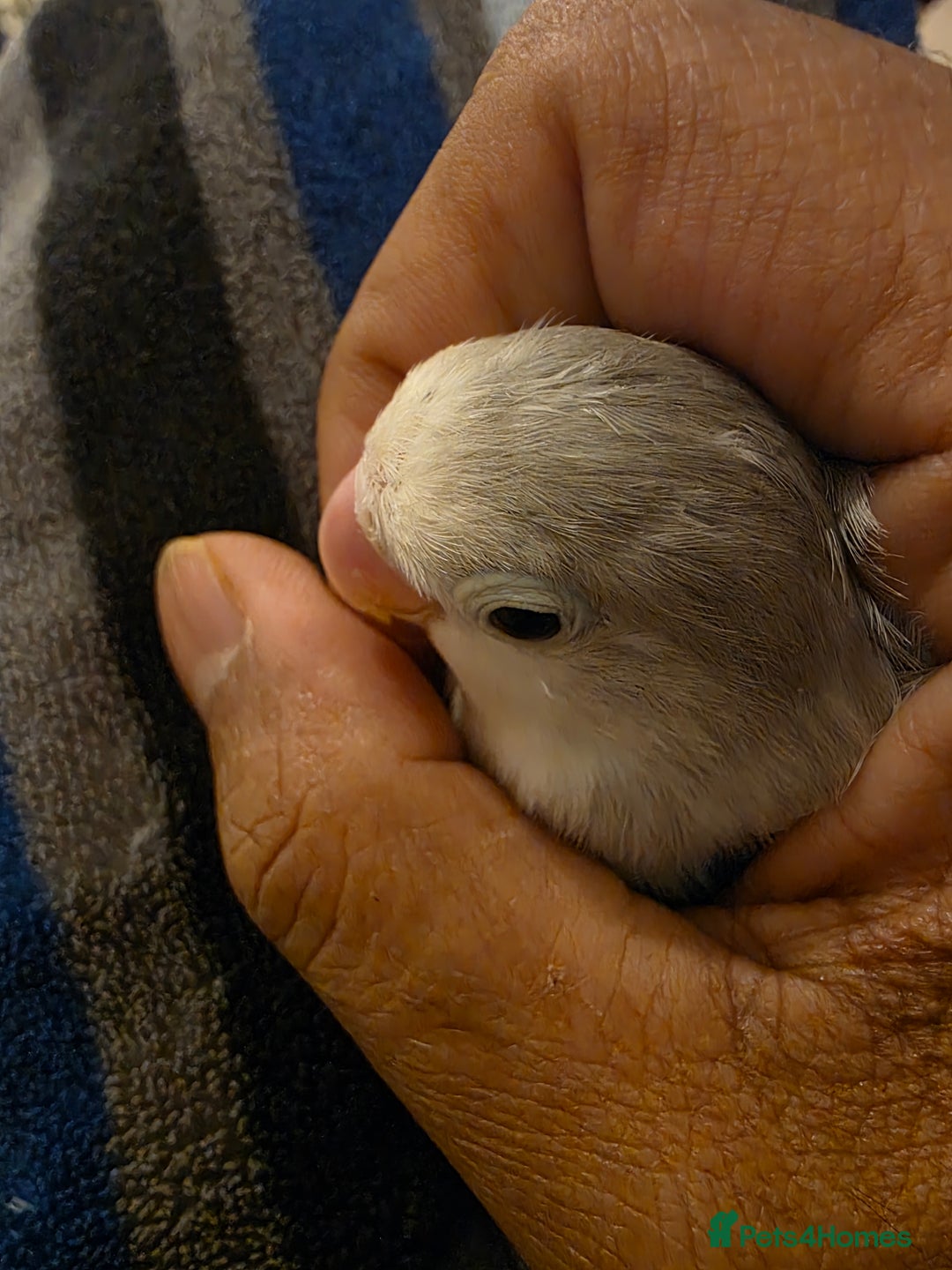 Lovebirds birds for sale: Fischer Love bird to sell  - Advert 17