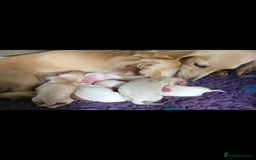 Miniature Dachshund dogs for stud: KC REG ONE OF A KIND ee/ii CREAM MINI DACHSHUND in Hinckley - Image 28