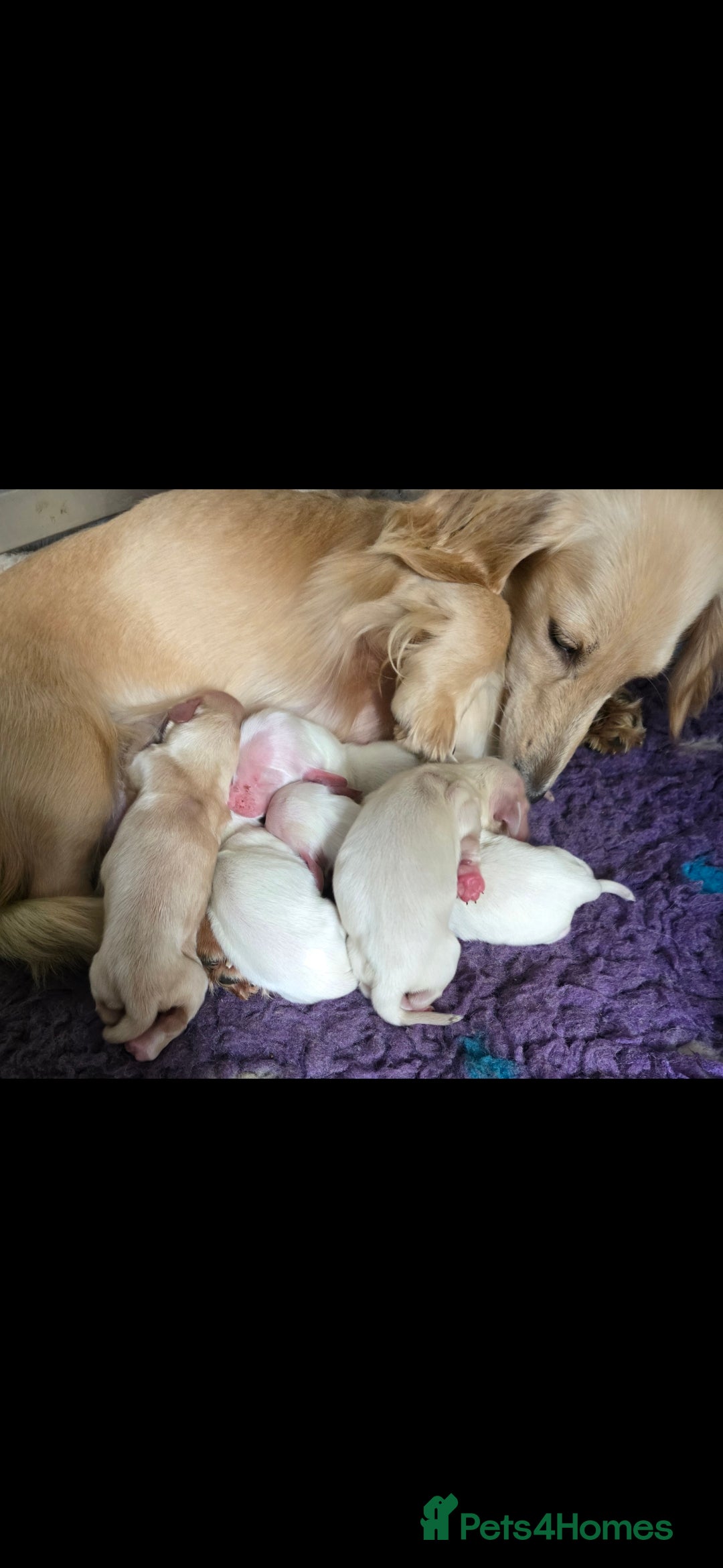Miniature Dachshund dogs for stud: KC REG ONE OF A KIND ee/ii CREAM MINI DACHSHUND in Hinckley - Image 28