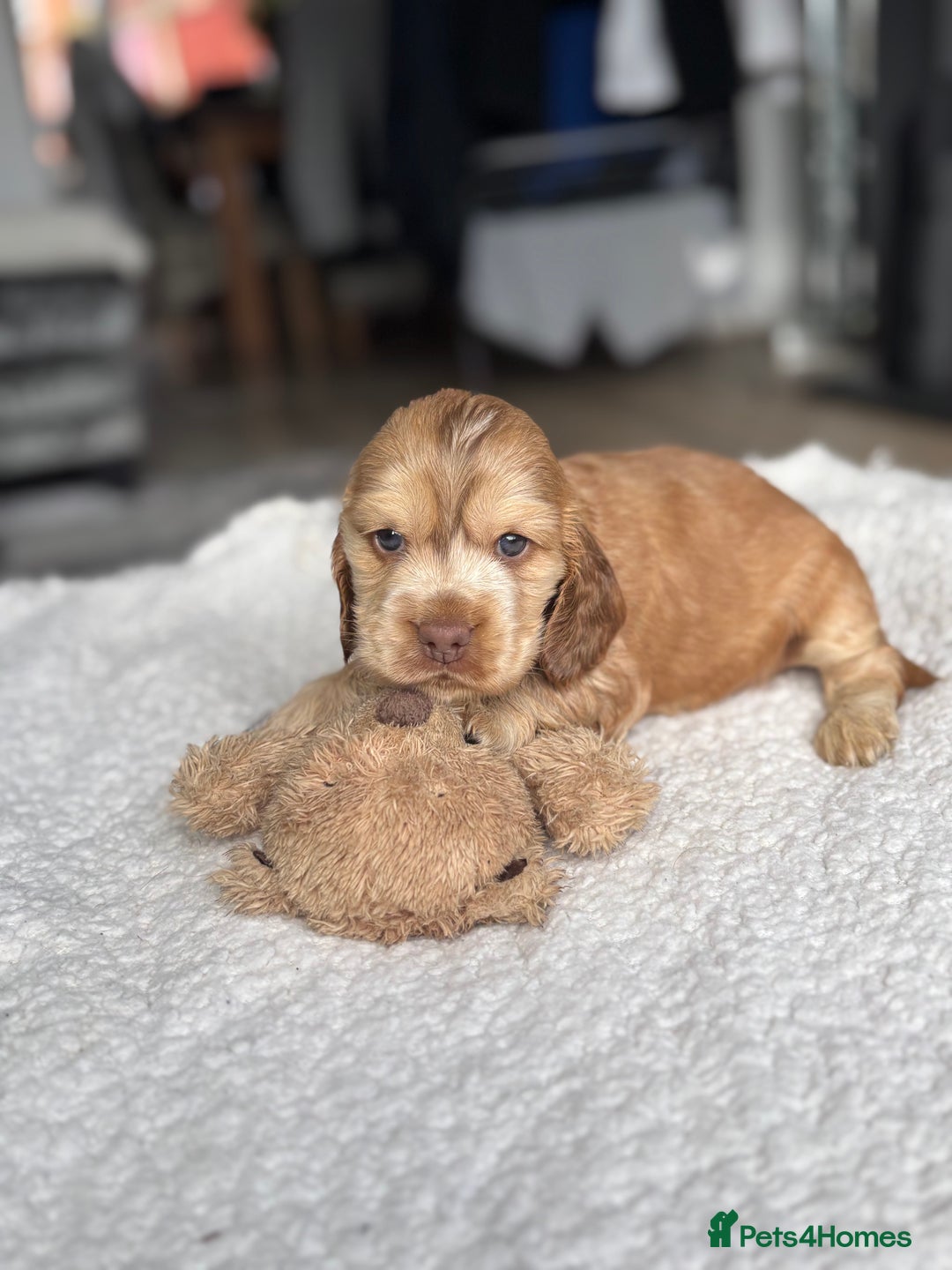 Cocker Spaniel dogs for sale: 🐾[Simbawood Lines]KC Show Cocker Spaniels🐾 - Advert 5