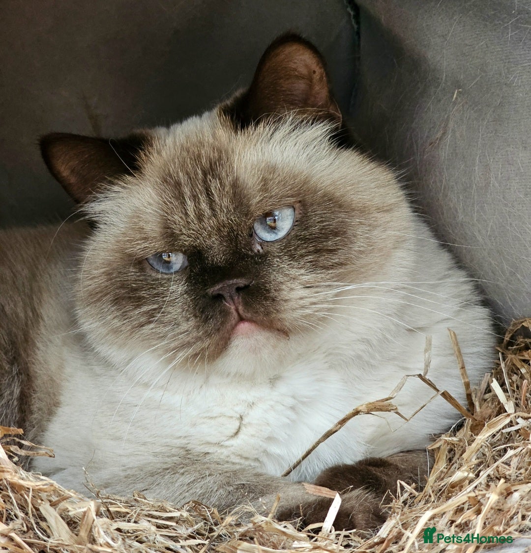 British Shorthair cats for sale: Stunning BSH Colourpoint female - Advert 3