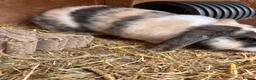 Mini Lop rabbits for sale: Mini lop buck  - Advert 3