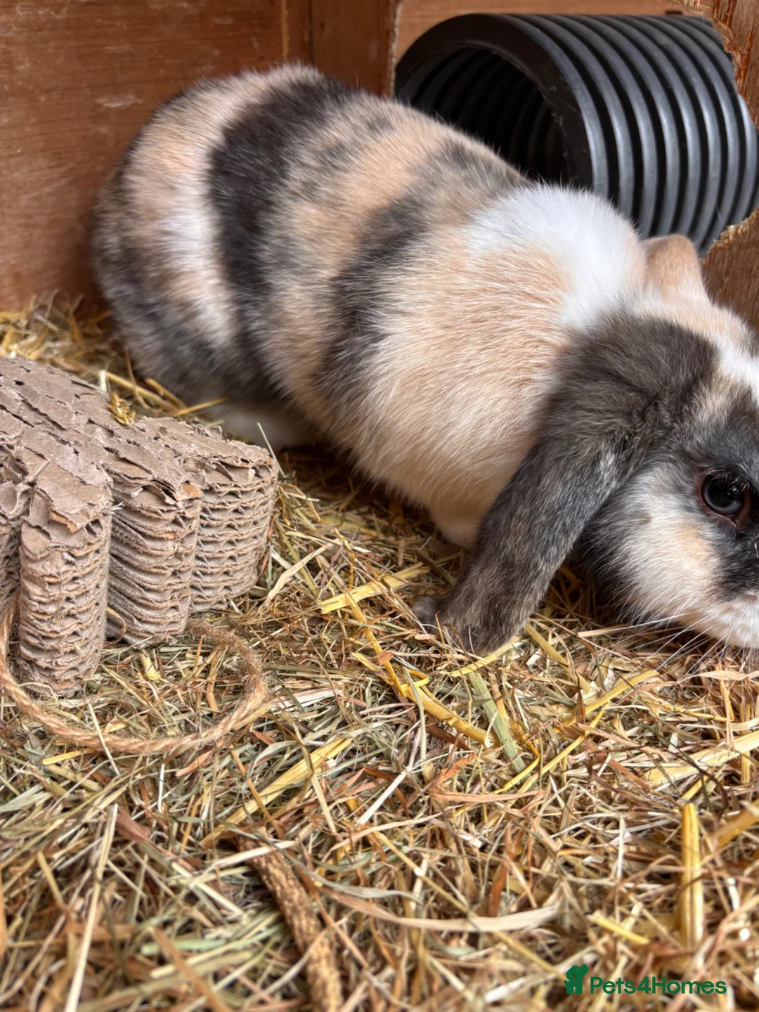Mini Lop rabbits for sale: Mini lop buck  - Advert 3