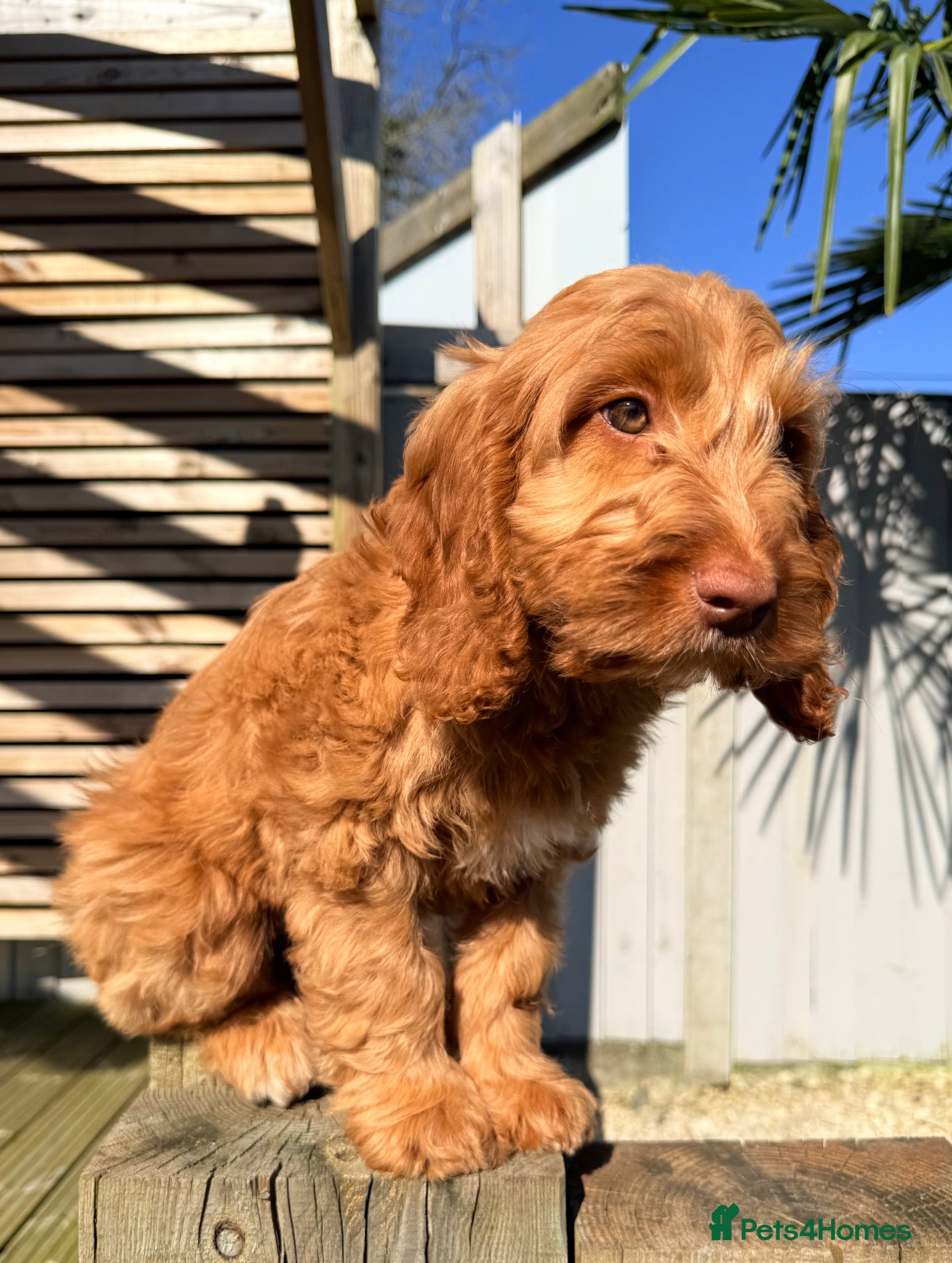 Australian Labradoodle dogs Australian labradoodle ***READY NOW*** - Advert 2