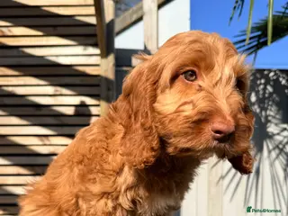 Australian Labradoodle dogs Australian labradoodle ***READY NOW*** - Advert 2