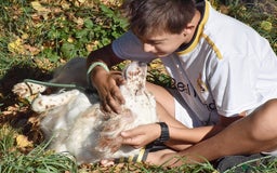 English Setter dogs for adoption: Boss  - Image 6