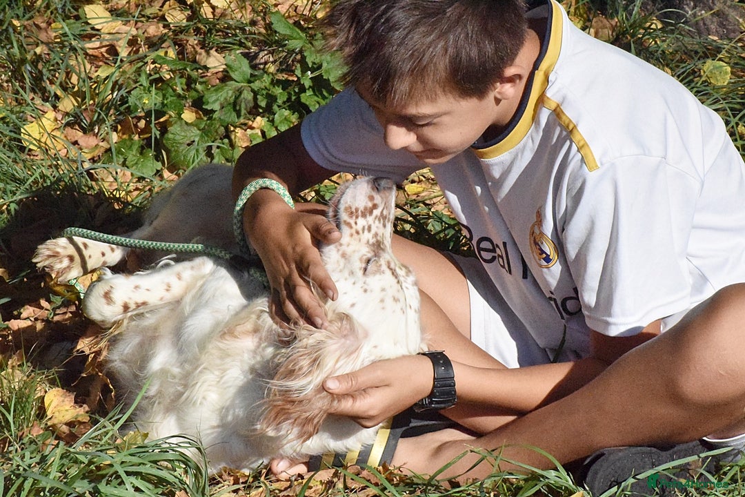 English Setter dogs for adoption: Boss  - Image 6