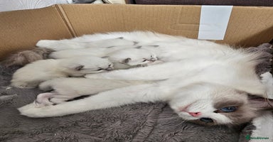 Ragdoll cats - Advert 16
