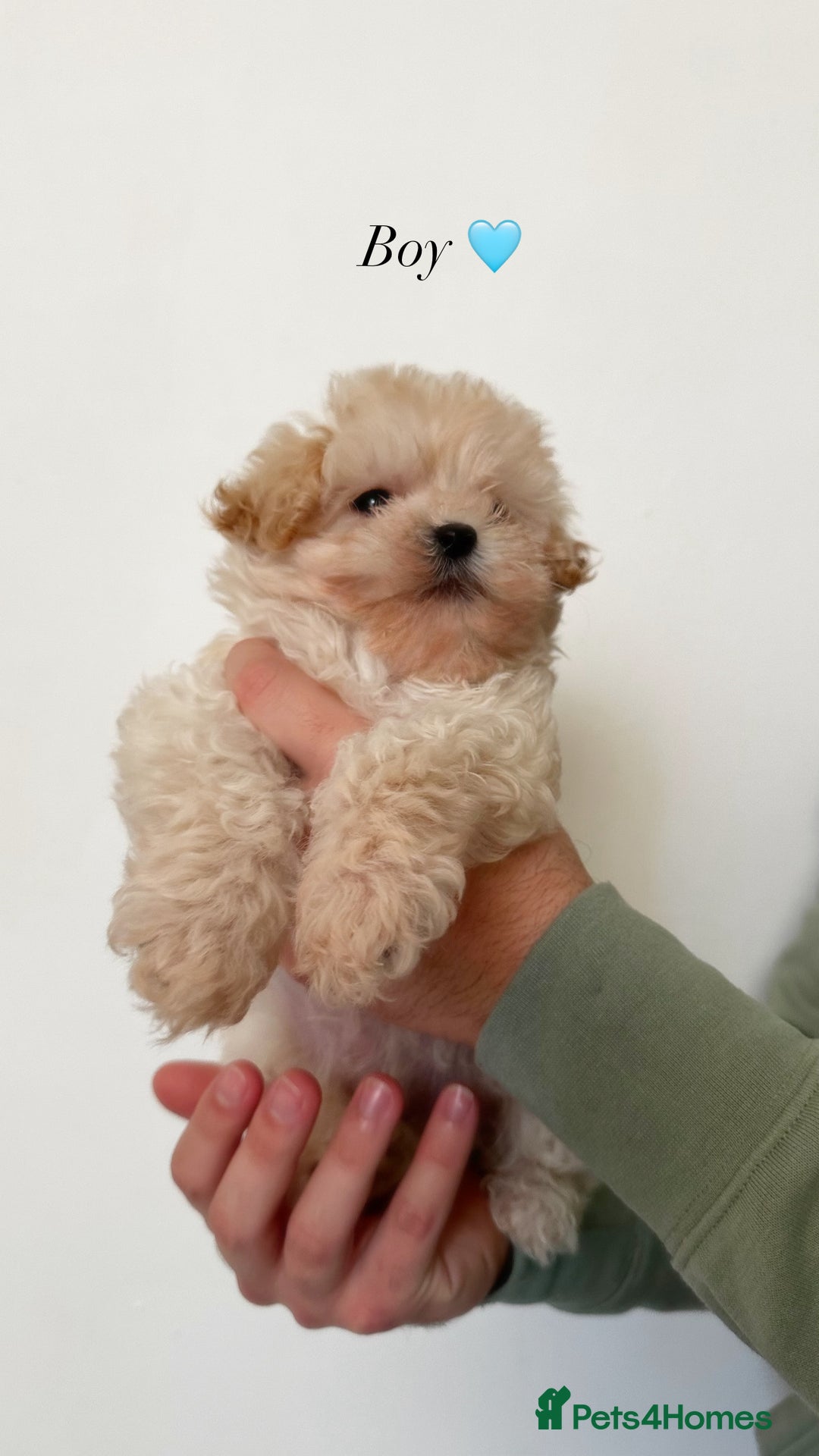 Maltipoo dogs for sale: Cream F1 Maltipoos 🐶🩵🎀 - Advert 3