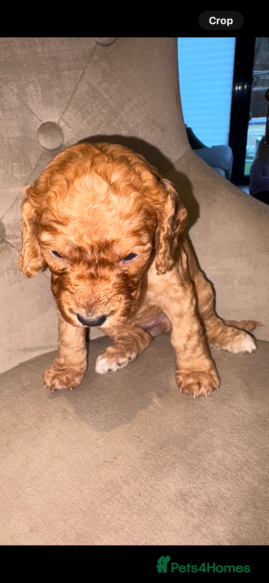Cockapoo dogs for sale: Beautiful litter of 10 Cockapoo pups  - Advert 11