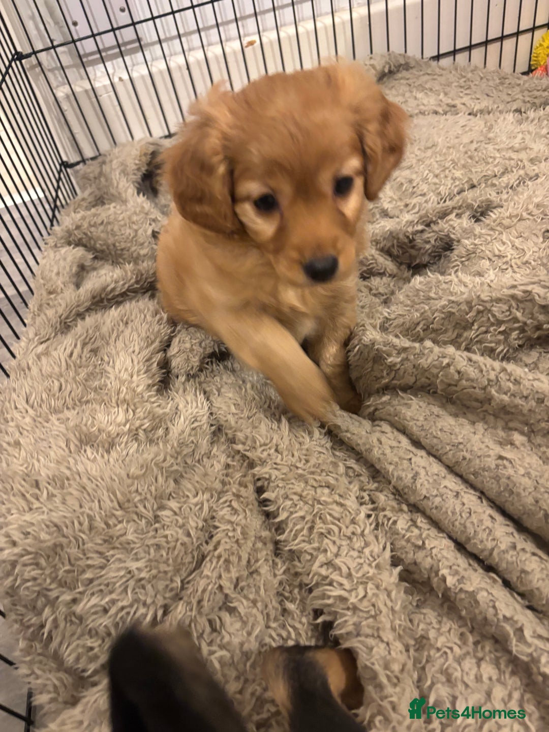 Mixed Breed dogs for sale: Fluffy tan girl ready for new home  - Advert 1