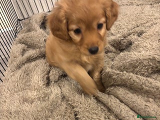Mixed Breed dogs Fluffy tan girl ready for new home - Advert 10