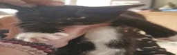 Mixed Breed cats for sale: 4 kittens : 2 male 2 female - Advert 2