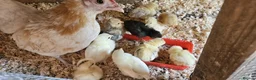 Chickens poultry for sale: 🐓 Serama Bantam Chickens & Roosters 🐓 - Advert 3