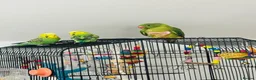 Ringnecks birds for sale: Ringneck Parrot for Sale in Harrow - Advert 5