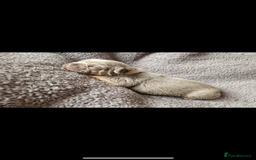 French Bulldog dogs for sale: Frenchie Girl Lilac & Tan KC - Image 9