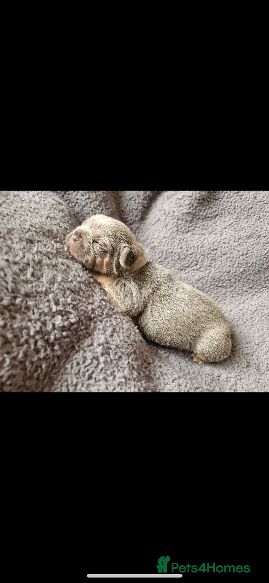 French Bulldog dogs for sale: Frenchie Girl Lilac & Tan KC - Image 9