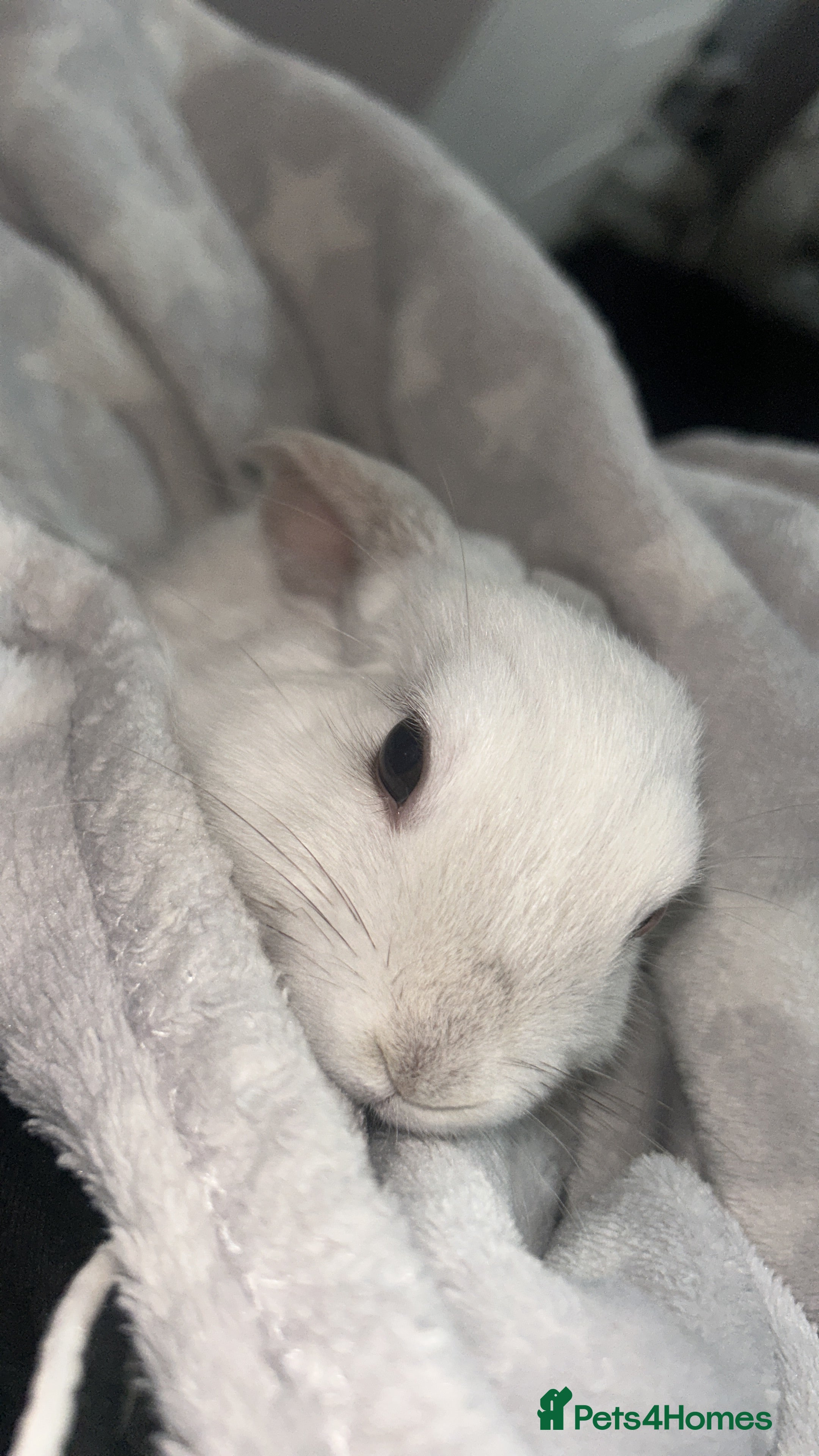 Mixed Breed rabbits Bambi - Advert 1