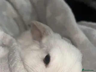 Mixed Breed rabbits Bambi - Advert 1