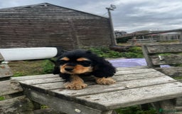 American Cocker Spaniel dogs for sale: American cocker spaniel puppies  - Image 5