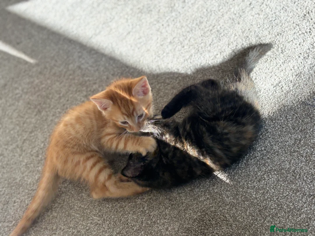 Mixed Breed cats for sale: Beautiful confident kittens looking for home  - Advert 15