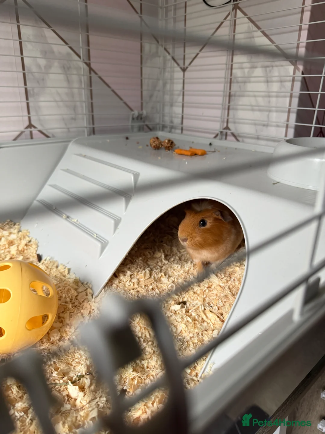 Guinea Pig rodents for sale: guinea pigs in Bolton - Advert 2