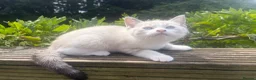 Bengal cats for sale: 4 adorable rare snow dolls ready to go in Bexhill-on-Sea - Advert 8