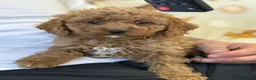 Cavapoo dogs for sale: Adorable F1 Cavapoo Puppies Ready for Loving home - Advert 4