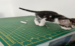 Bengal cats for sale: Bengal X Kittens - Image 13