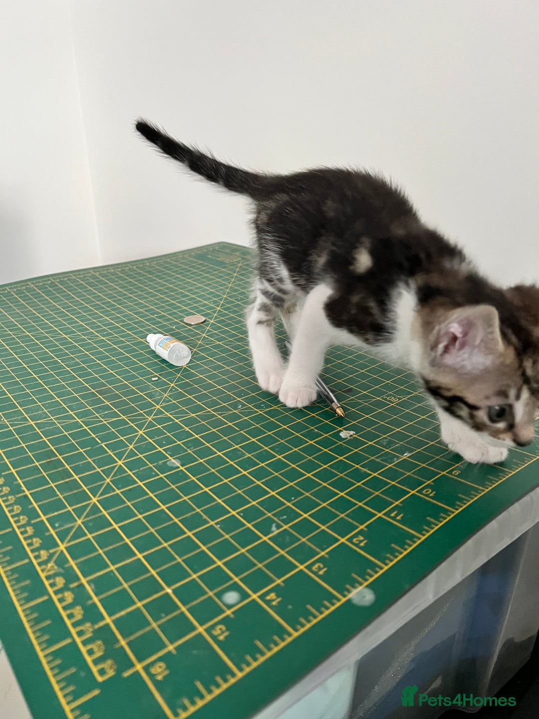 Bengal cats for sale: Bengal X Kittens - Image 13