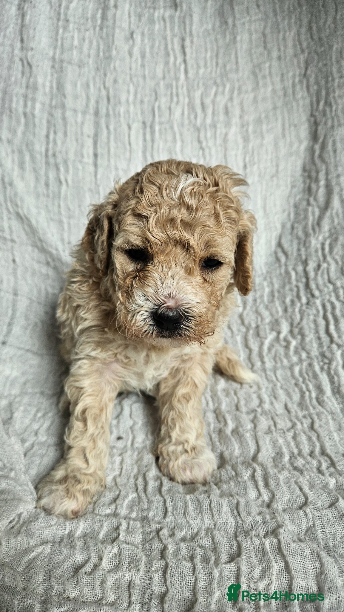 Mini Goldendoodle dogs for sale: 🐾✨ Beautiful Toy Goldendoodle Puppies  ✨🐾 - Advert 29
