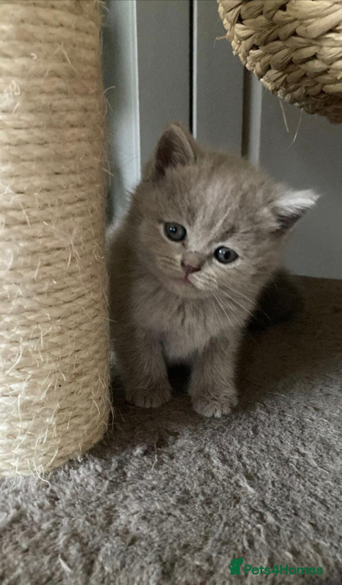 Scottish Fold cats Adorable Scottish Straight Kittens  - Advert 2