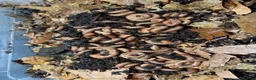 Millipedes invertebrates for sale: Burmese Beauty Millipedes in Dunstable - Advert 4
